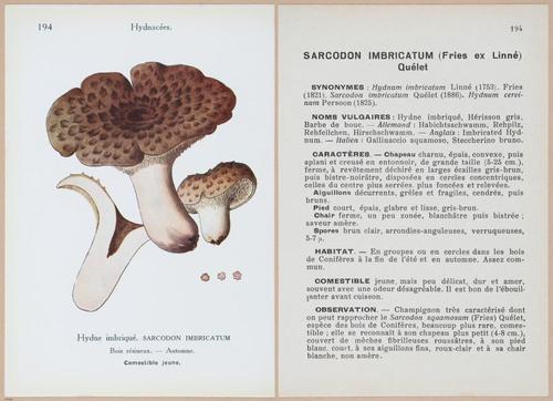 E409 - Les Champignons - i19622-19623