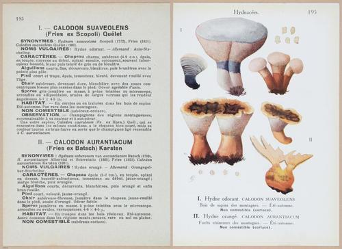 E409 - Les Champignons - i19624-19625