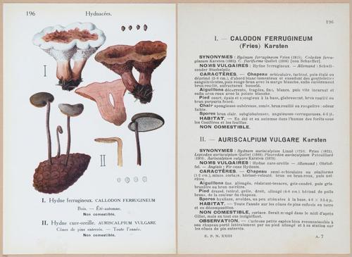 E409 - Les Champignons - i19626-19627