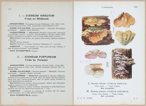 E409 - Les Champignons - i19628-19629
