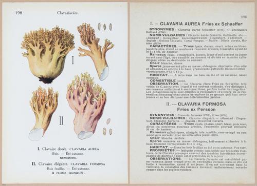E409 - Les Champignons - i19630-19631