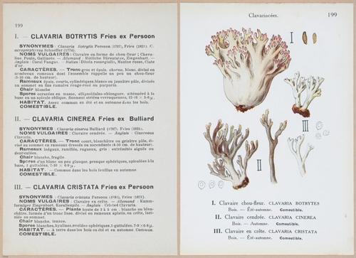 E409 - Les Champignons - i19632-19633