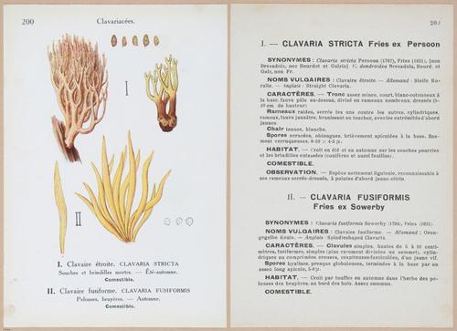 E409 - Les Champignons - i19634-19635