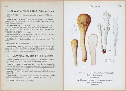 E409 - Les Champignons - i19636-19637