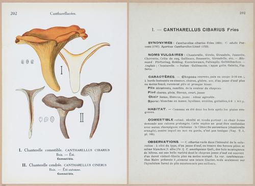 E409 - Les Champignons - i19638-19639