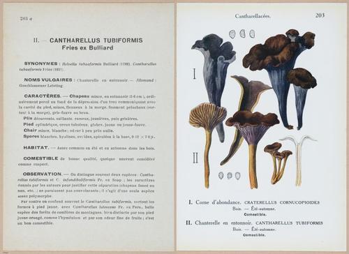 E409 - Les Champignons - i19642-19643