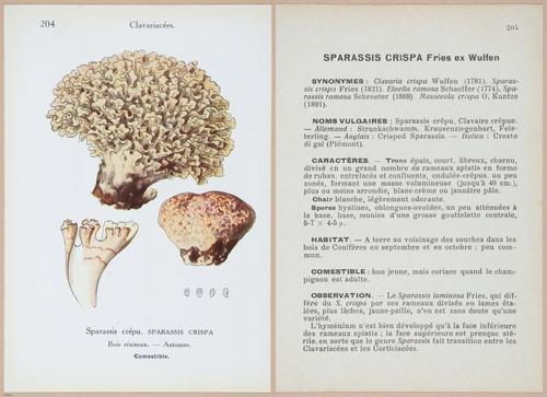 E409 - Les Champignons - i19644-19645