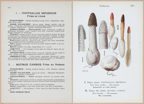 E409 - Les Champignons - i19646-19647