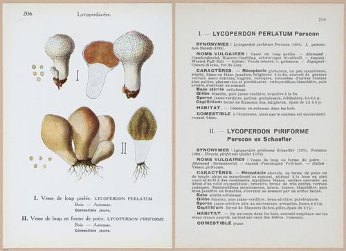 E409 - Les Champignons - i19648-19649