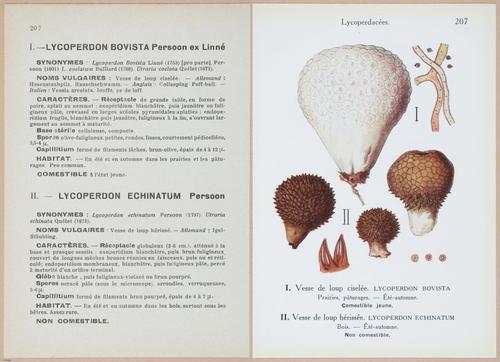 E409 - Les Champignons - i19650-19651