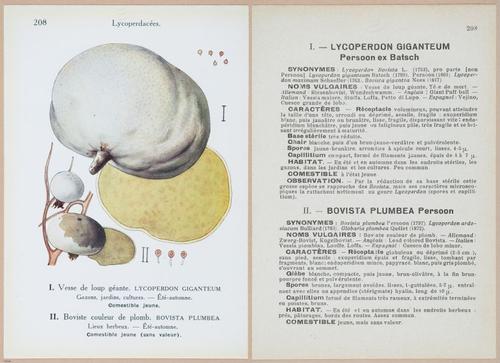 E409 - Les Champignons - i19652-19653