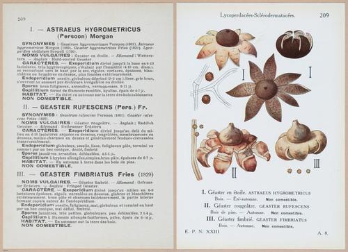 E409 - Les Champignons - i19654-19655