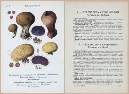 E409 - Les Champignons - i19656-19657