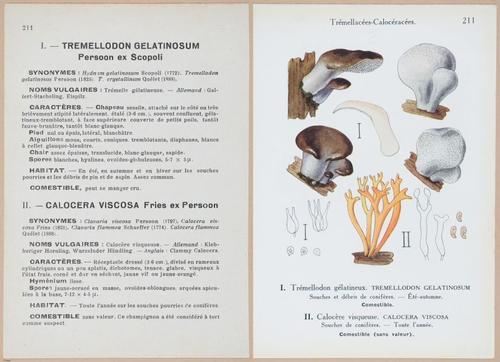 E409 - Les Champignons - i19658-19659