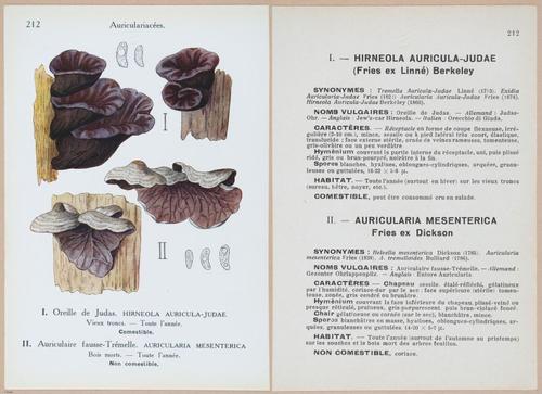 E409 - Les Champignons - i19660-19661