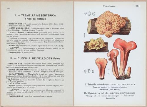 E409 - Les Champignons - i19662-19663