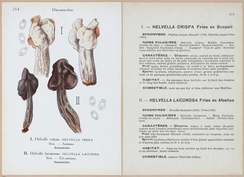 E409 - Les Champignons - i19664-19665