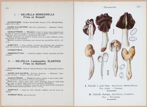E409 - Les Champignons - i19666-19667