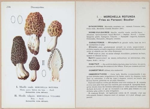 E409 - Les Champignons - i19668-19669