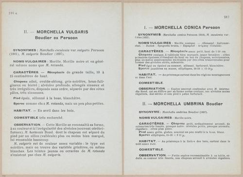 E409 - Les Champignons - i19670-19671