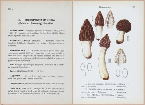 E409 - Les Champignons - i19672-19673