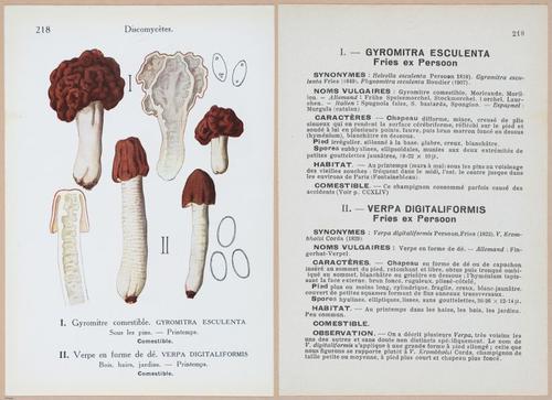 E409 - Les Champignons - i19674-19675