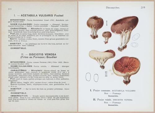 E409 - Les Champignons - i19676-19677