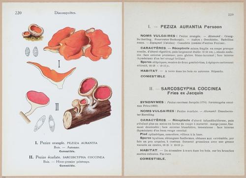E409 - Les Champignons - i19678-19679