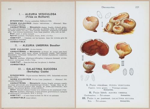 E409 - Les Champignons - i19680-19681