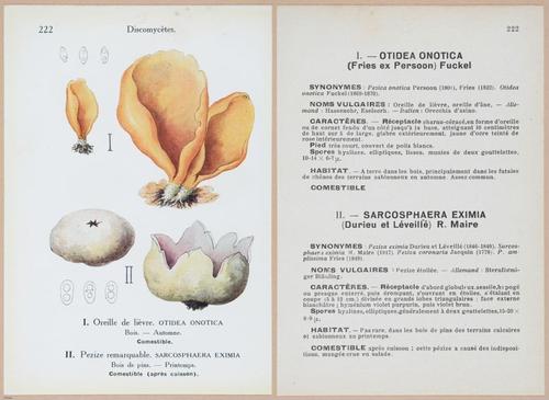 E409 - Les Champignons - i19682-19683