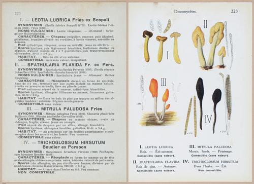 E409 - Les Champignons - i19684-19685