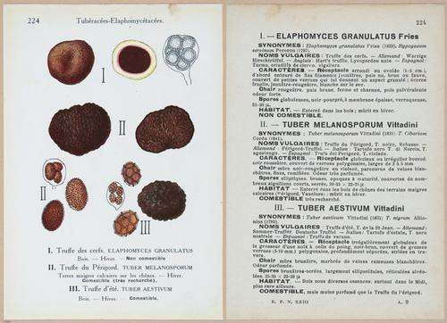 E409 - Les Champignons - i19686-19687