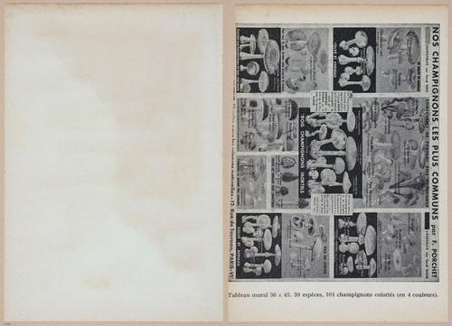 E409 - Les Champignons - i19754