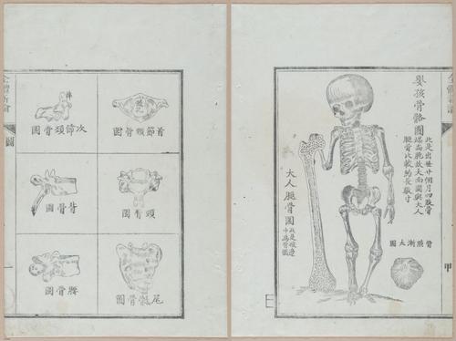E419 - Japanese Medical - i20480-20479