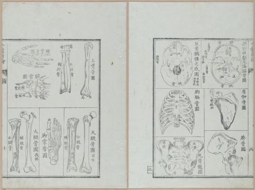 E419 - Japanese Medical - i20484-20483