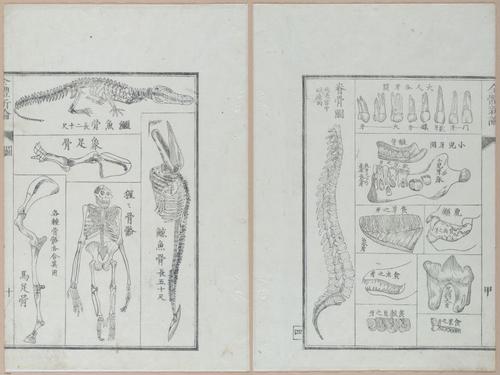 E419 - Japanese Medical - i20486-20485