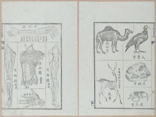 E419 - Japanese Medical - i20488-20487