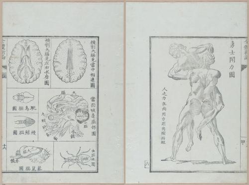 E419 - Japanese Medical - i20490-20489