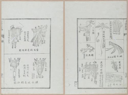 E419 - Japanese Medical - i20506-20505