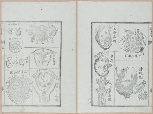 E419 - Japanese Medical - i20521-20520