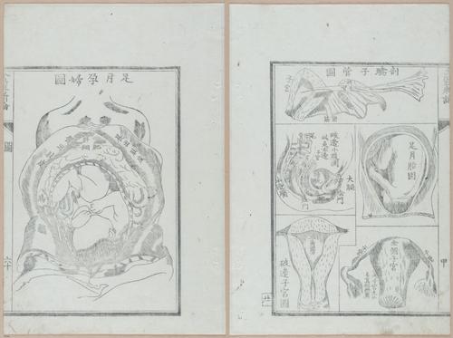 E419 - Japanese Medical - i20523-20522