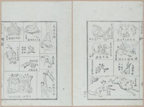 E419 - Japanese Medical - i20499-20504