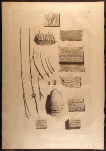 E466 - Anatomy Atlas - Cowper - i0528