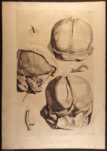 E466 - Anatomy Atlas - Cowper - i0529