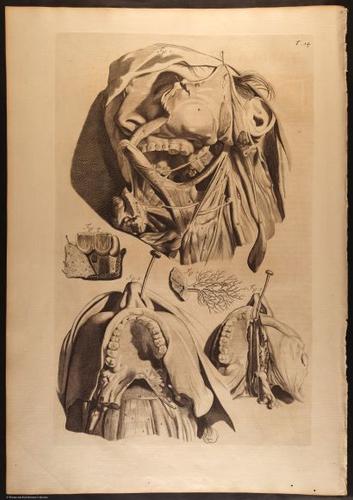 E466 - Anatomy Atlas - Cowper - i0533