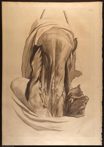 E466 - Anatomy Atlas - Cowper - i0534