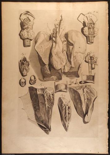 E466 - Anatomy Atlas - Cowper - i0537