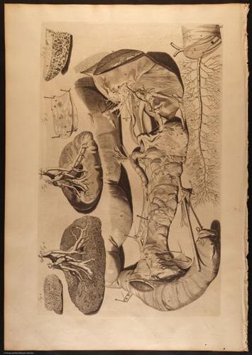 E466 - Anatomy Atlas - Cowper - i0543
