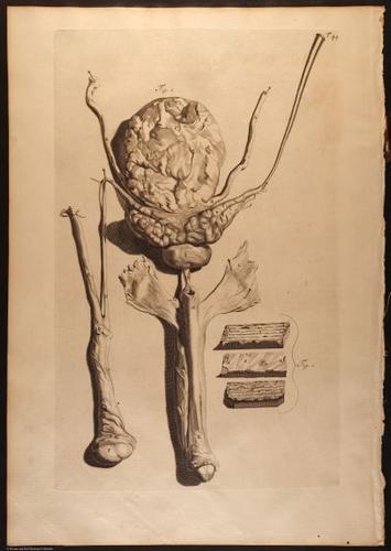 E466 - Anatomy Atlas - Cowper - i0547