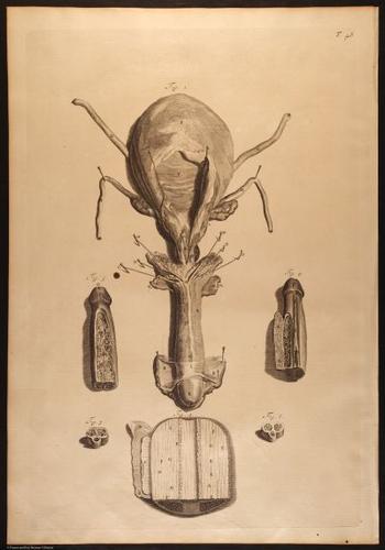 E466 - Anatomy Atlas - Cowper - i0549